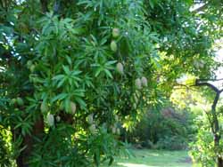 Loaded mango tree